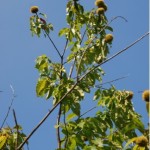 Picture by: Doug Goldman @ USDA-NRCS