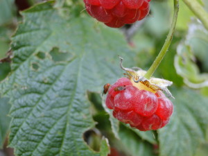 Male (right) and female (left) Drosophila suzukii, or spotted wing drosophila, on a raspberry at the Upper Mountain Research Station, NC. Photo: Hannah Burrack