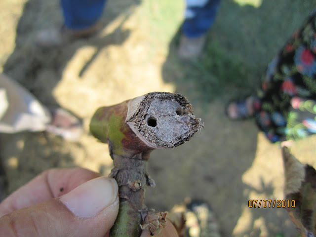Hole on pruned blackberry cane. Photo via Gina Fernandez, NCSU Department of Horticulture
