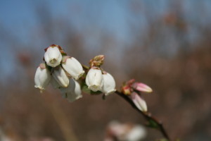 Flowers on a southern highbush blueberry plant. Photo: Hannah Burrack