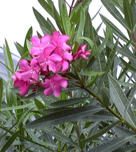 Oleander is highly toxic when eaten and its white, milky sap can injure the skin of sensitive individuals. 