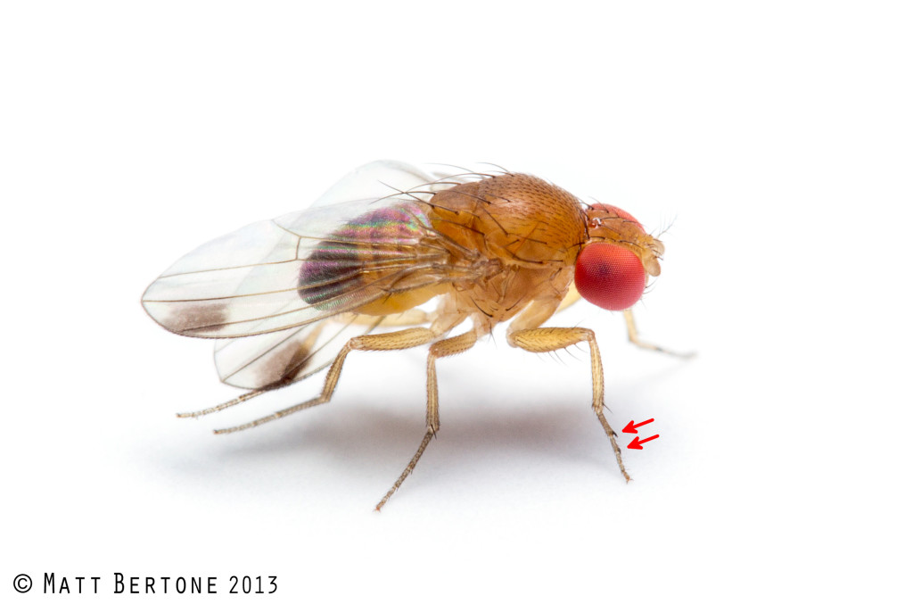 Male spotted wing drosophila, Note wing spots and complete abdominal bands. Arrows indicate bands on foreleg. Image © Matt Bertone