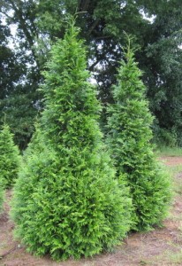 Thuja 'Green Giant'