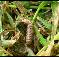 Webworm Larva