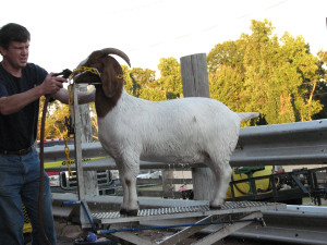 Cleveland County Fair