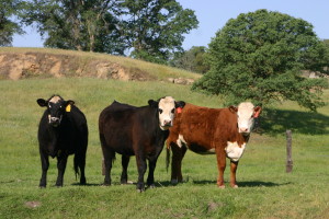 cattle