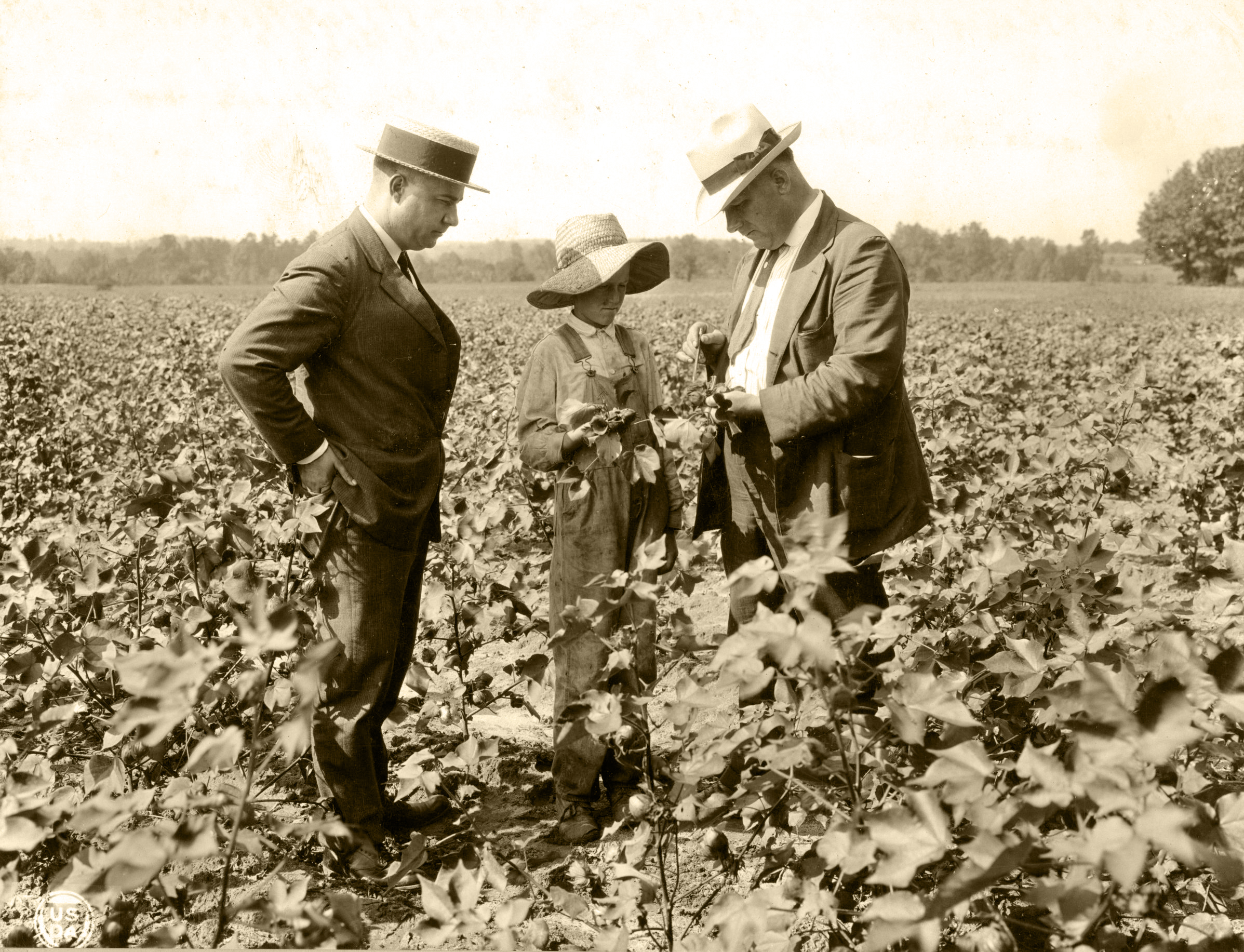 County agent R.W. Graham watches as Frank H. Jeter, right, explains to an Extension club member how to control boll-rot on cotton.