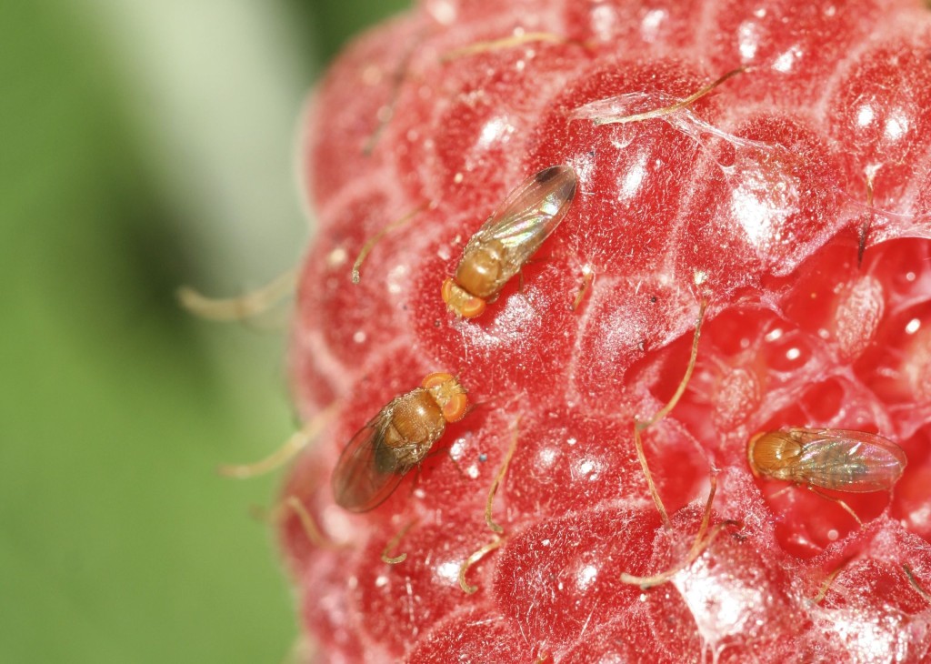 Adult SWD on Raspberry. Image by Jesse Hardin, North Carolina State University