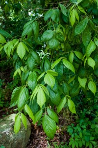 Boxelder