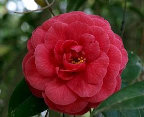 Open blossoms are more sensitive to cold temperatures than other plant parts. 