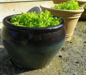 Lettuce growing in containers
