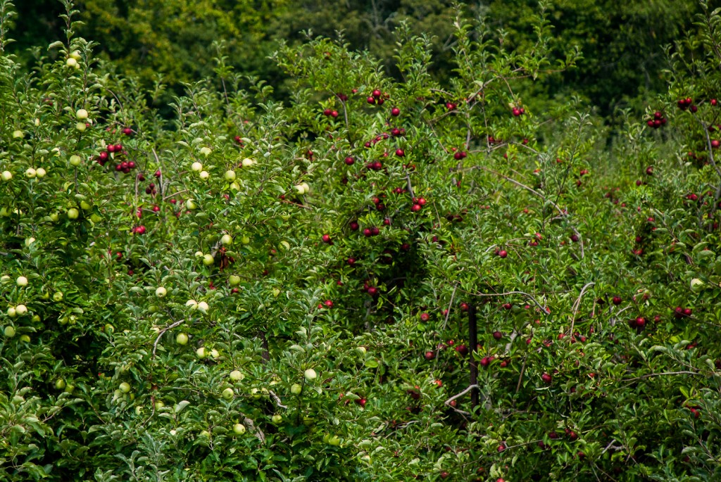 Ripening apples