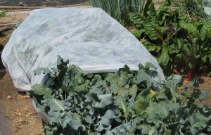 Floating row cover is a light weight spun fabric designed to protect plants from frost. 