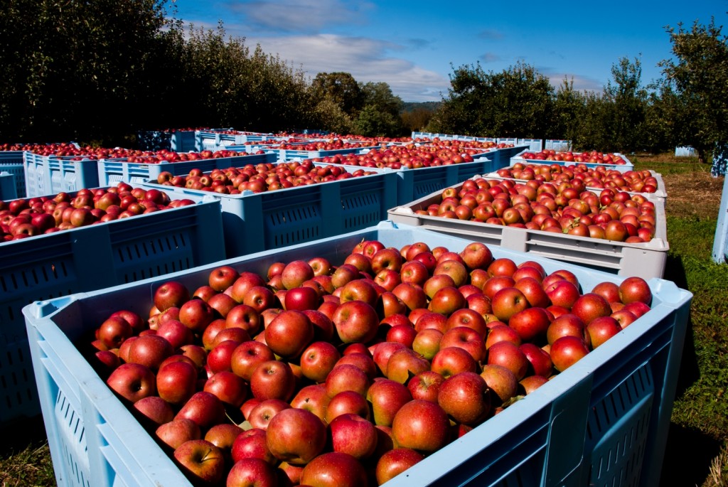 Harvest