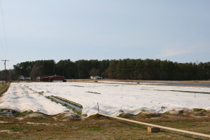 A strawberry field with row covers in place. Photo: Hannah Burrack