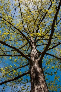 London planetree