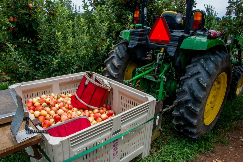 MHCRS harvest 2016 026