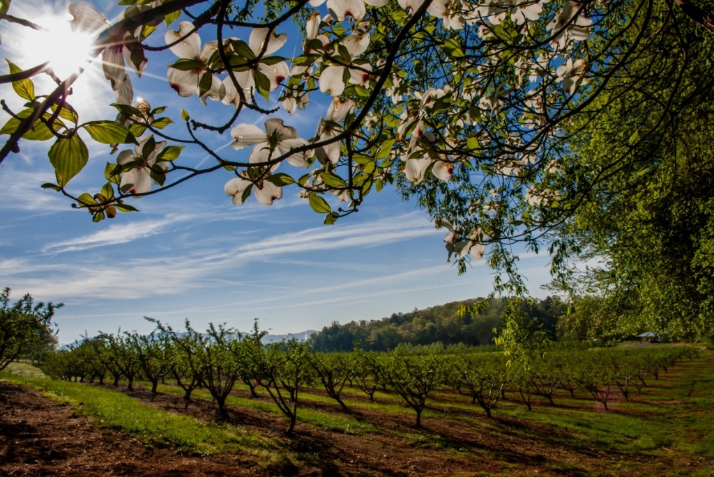 MHCRS orchards 0005 DSC_1769_