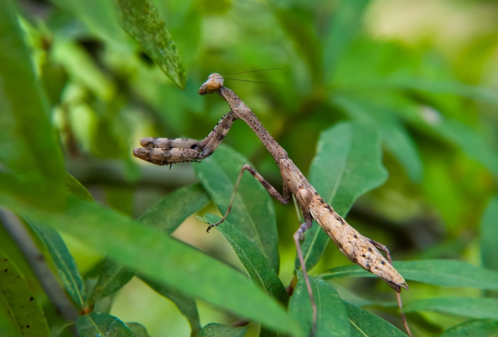 Mantis, Lincoln County-101