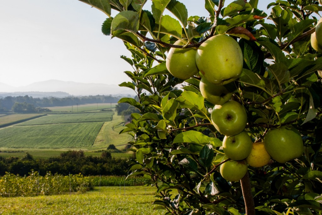 Orchard view, morning, MHCRS 002