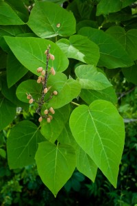 Paulownia