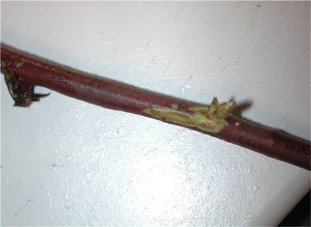 "Bark" scrapped off, showing oxidation of cambial/vascular tissues. Photo:Fumi Takeda