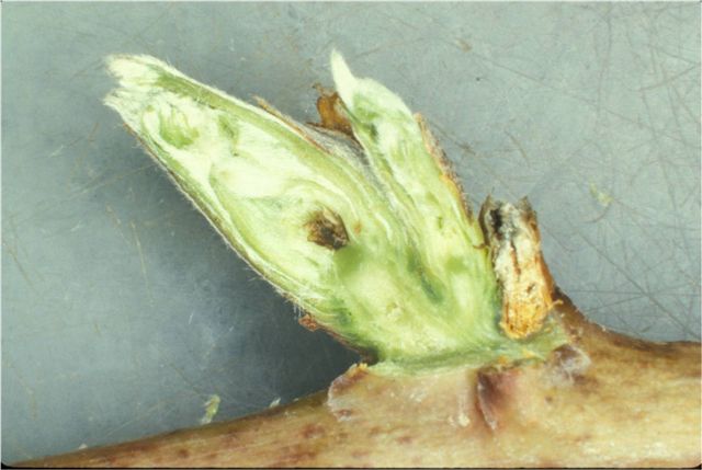 Primary bud is damaged as indicated by necrosis of partially differentiated inflorescence axis. Secondary bud is still undifferentiated, no sign of damage. Photo:Fumi Takeda.