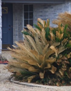 If not protected, cold sensitive landscape plants such as sago palm will likely be damaged by extreme cold. 