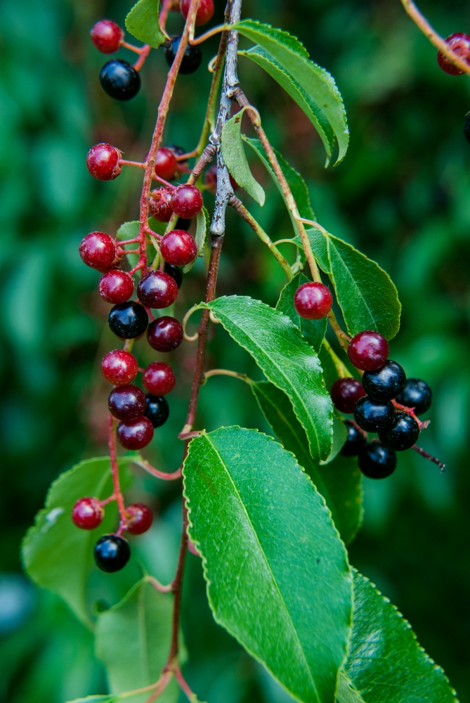 Wild Host Plants of Brown Marmorated Stink Bugs | NC State Extension