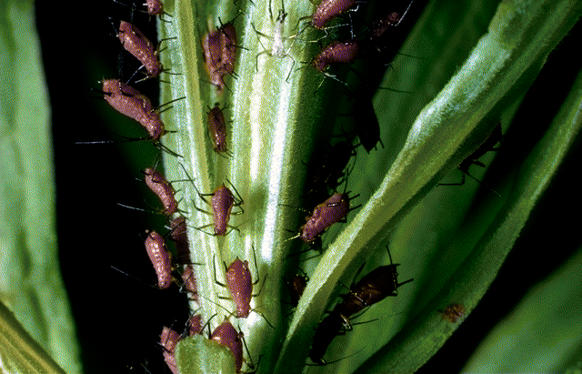 aphids