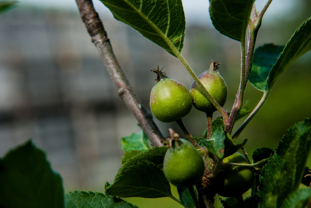 apples and bins