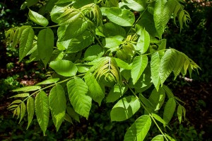 black walnut