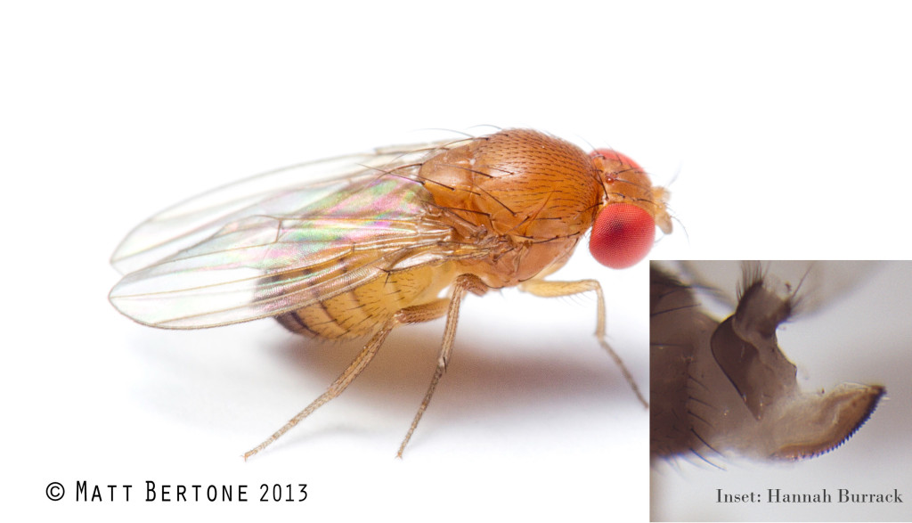 Female spotted wing drosophila have complete abdominal bands but lack wing spots. They can be distinguished from other female Drosophila by their relatively large, knife-like ovipositor. Image © Matt Bertone, Insect Hannah Burrack