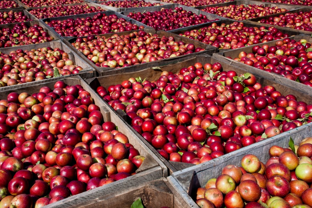 harvested apples