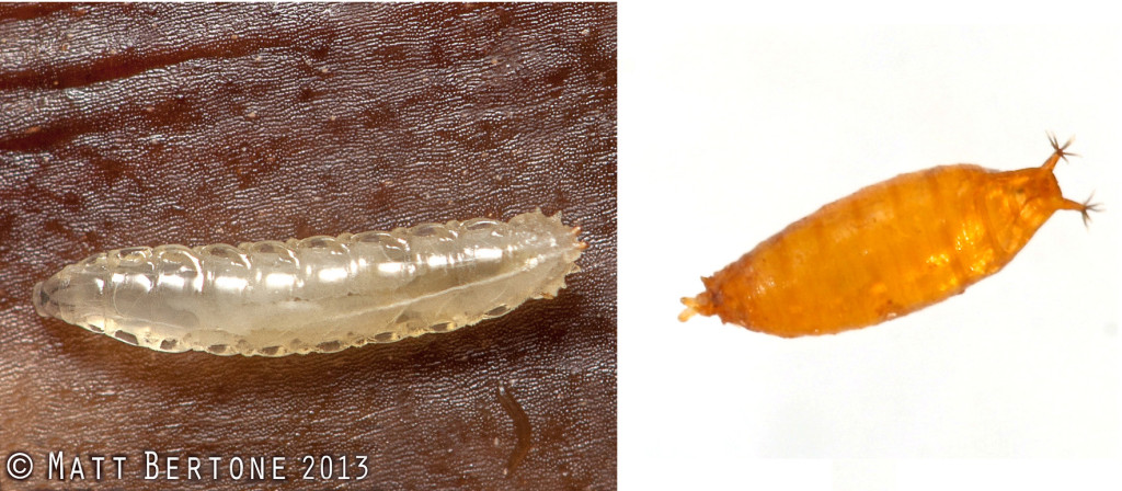 Left: Unidentified Drosophila larvae on banana peel. Image © Matt Bertone 2013. Right: SWD pupae. Image Jesse Hardin.