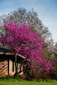 redbud