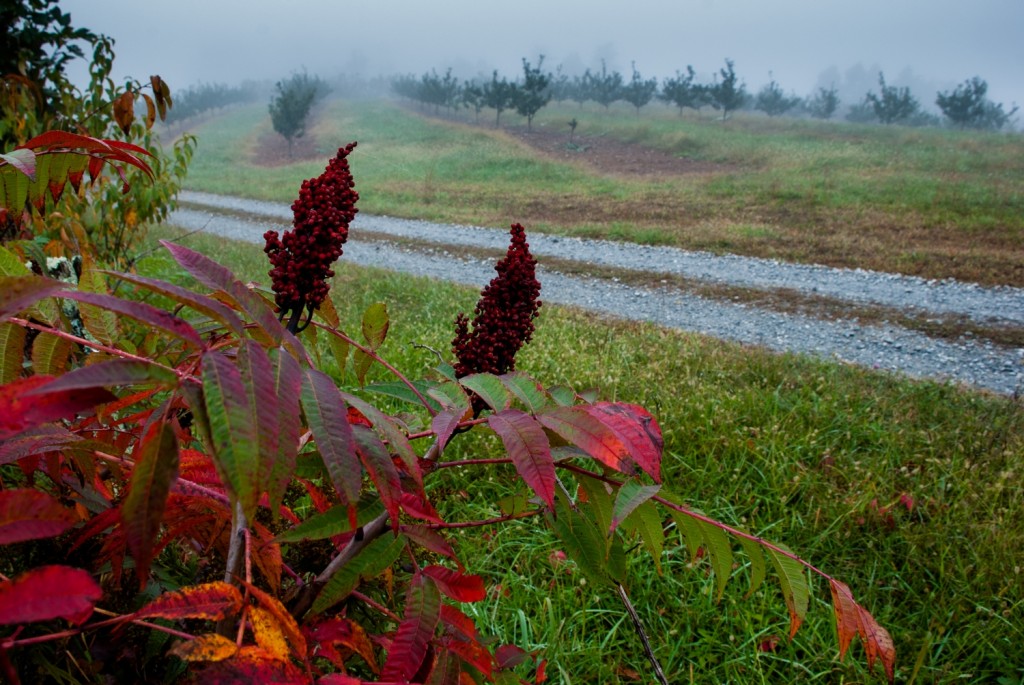 sumac