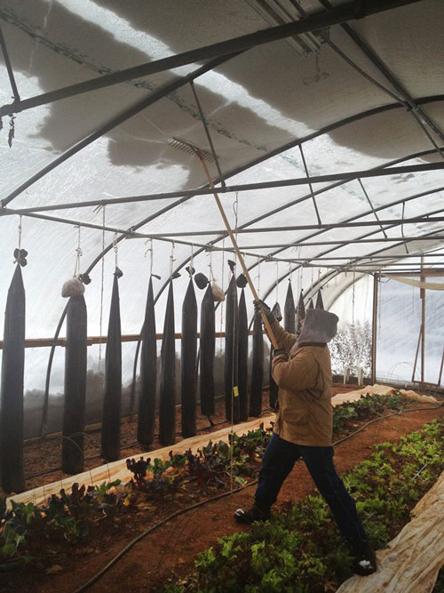 Ches Stewart knocks the snow off from inside the high tunnel at Granite Springs Farm in Pittsboro. Photo by Laura Reedy Stewart.