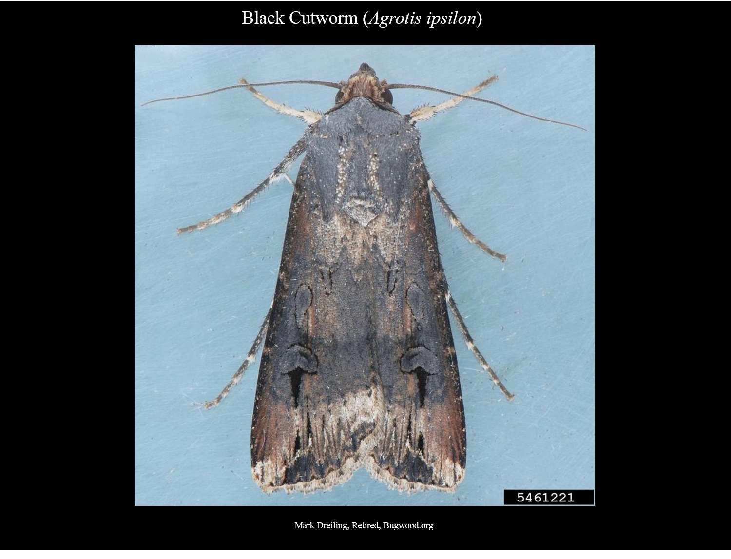 download winter cutworm download winter cutworm