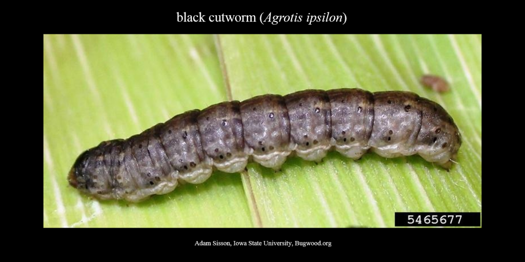 Cutworm Larva_1