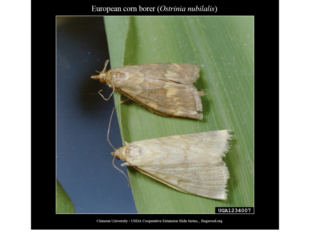 European Corn Borer NC State Extension