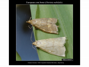 European Corn Borer Adults