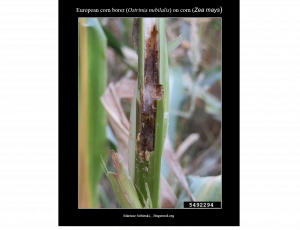 European Corn Borer Damage