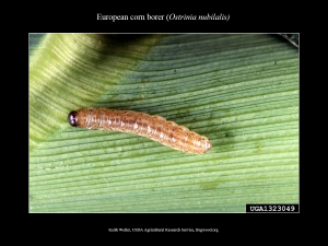 European Corn Borer Larva