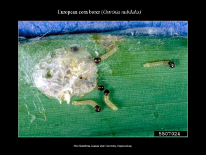 European Corn Borer Neonates EggMass 