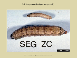 FAW Larva