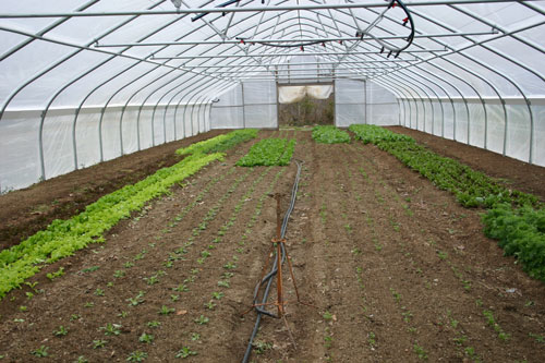 Gothic-type high tunnel at Maple Spring Gardens. Note the truss system which provides support and can handle a snow load.