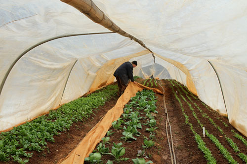 Doug Jones removes a row cover from inside his caterpillar tunnel at Piedmont Biofarm.