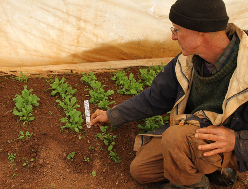 This arugula was direct-seeded 7 weeks ago and is way behind schedule due to the low temperatures and lack of sun.
