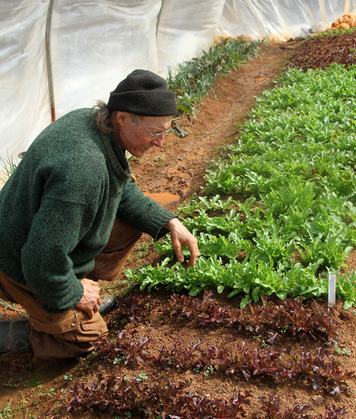 Doug inspects slow-growing 10-week old lettuce plants. He is just now able to start harvesting, about three weeks behind schedule.